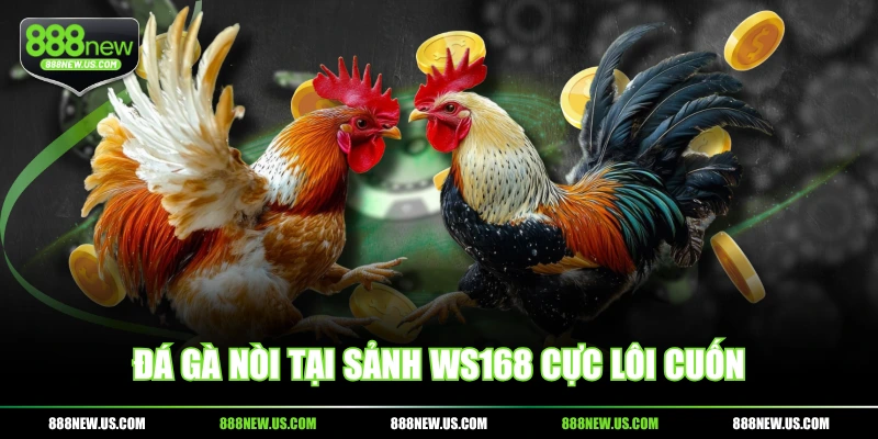 Đá gà nòi tại sảnh WS168 cực lôi cuốn