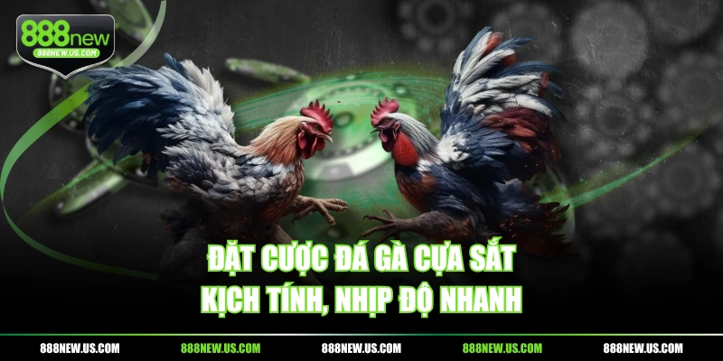 Đặt cược đá gà cựa sắt kịch tính, nhịp độ nhanh Đặt cược đá gà cựa sắt kịch tính, nhịp độ nhanh