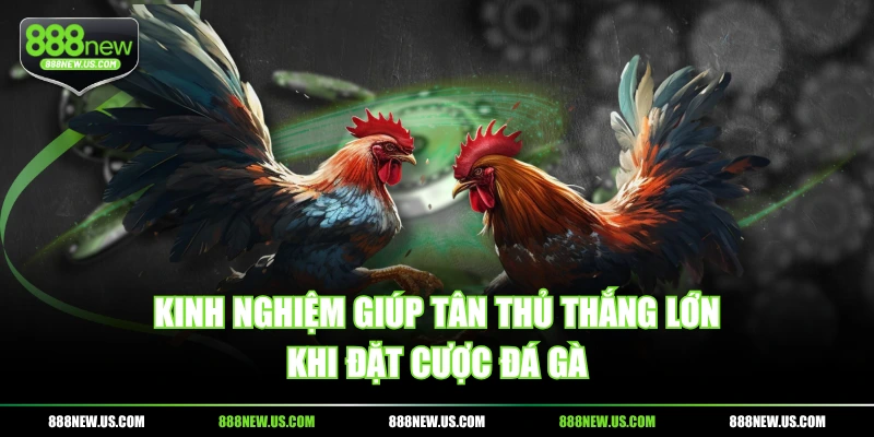 Kinh nghiệm giúp tân thủ thắng lớn khi đặt cược đá gà Kinh nghiệm giúp tân thủ thắng lớn khi đặt cược đá gà