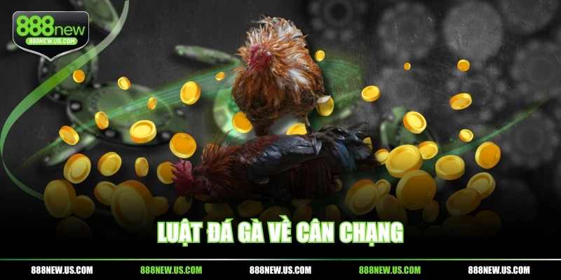 Luật đá gà về cân chạng