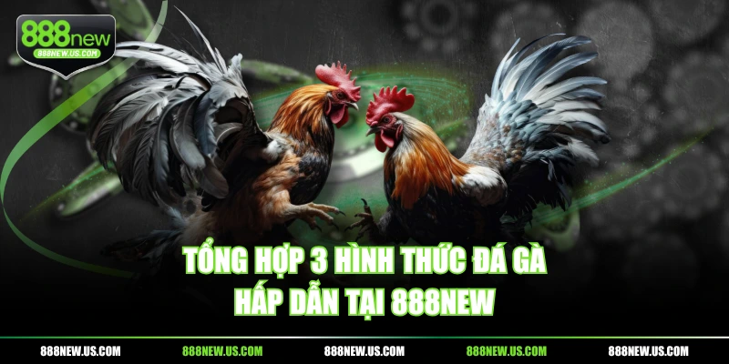 Tổng hợp 3 hình thức đá gà hấp dẫn tại 888NEW Tổng hợp 3 hình thức đá gà hấp dẫn tại 888NEW